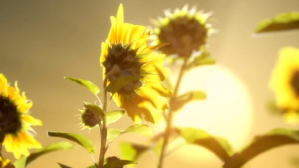 Beautiful Sun Flower Miniatura di YouTube template