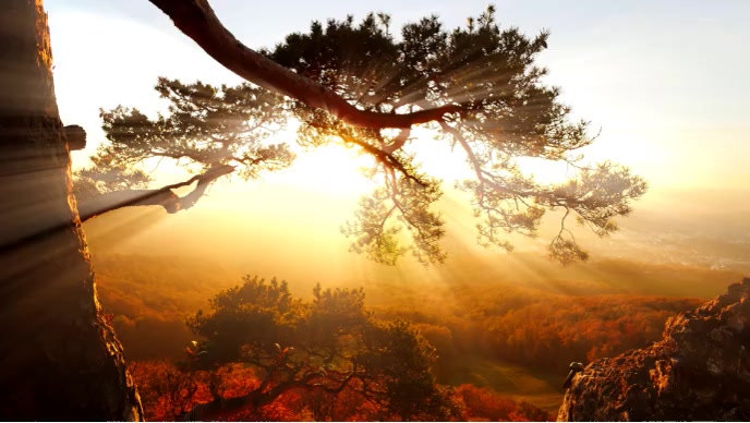 Copy of beautiful tree place | PosterMyWall