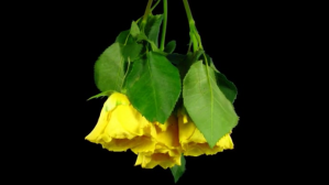 黑色 beautiful yellow rose YouTube-miniature Template