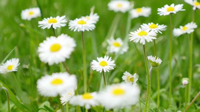 Beautifull flower and spring break video Template | PosterMyWall
