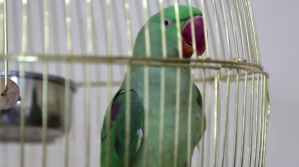 beautifull parrot video template