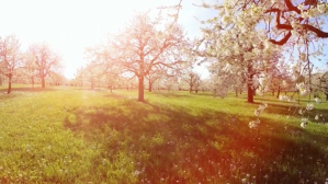 Beautifull tree and spring break video Уменьшенное изображение YouTube template
