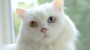 Серый beauytiful cat Miniatura na YouTube Template