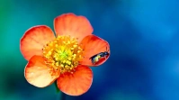 Bee On Flower Petals Picture Template Digital Display (16:9)