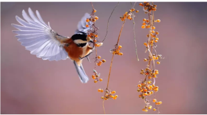Merah Bird Photography Digitalt display Template
