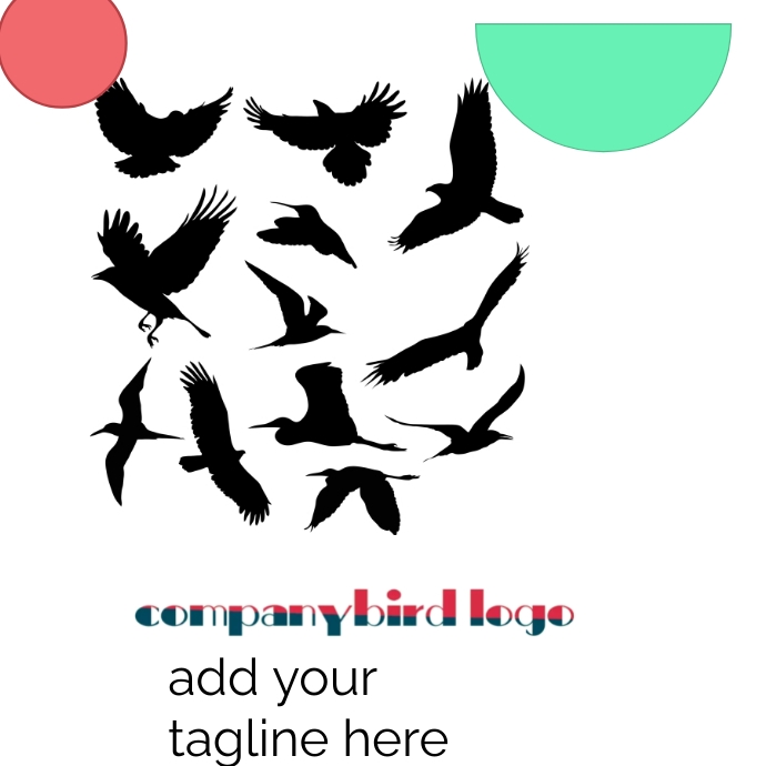 bird logo company bird logo design template