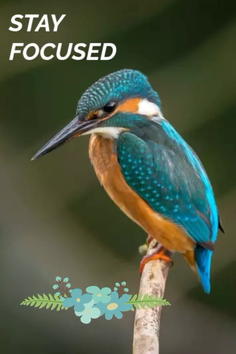 Bird nature lover template | PosterMyWall