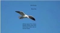 Birds Flying in Blue Sky (1) Digital Display (16:9) template