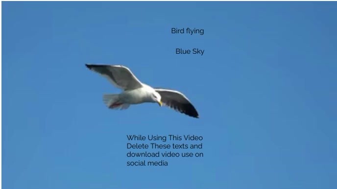 Birds Flying in Blue Sky (1) Digital Display (16:9) template