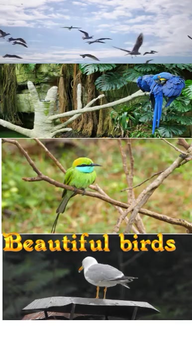 Birds short video Szort YouTube template