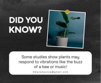 Sort Plant Awareness Średni prostokąt Template