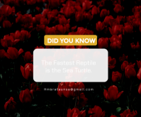 Black Sea Turtle Facts สามเหลี่ยมขนาดกลาง Template
