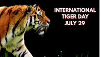 Black Tiger Day Digital Display (16:9) template