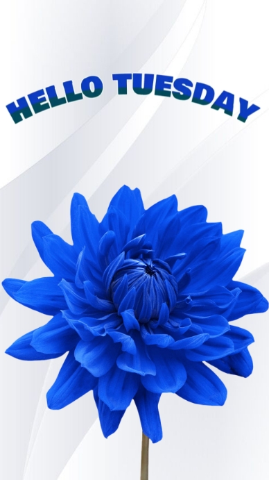 Blue Tuesday Label Blue daisy background hello tuesday instagram Template | PosterMyWall