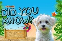 Blue Floral Did You Know Dog Poster template
