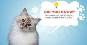 Blauw Fun Facts Facebook Shared Image Template