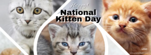Grå National Kitten Day Zdjęcie w tle na Facebooka Template