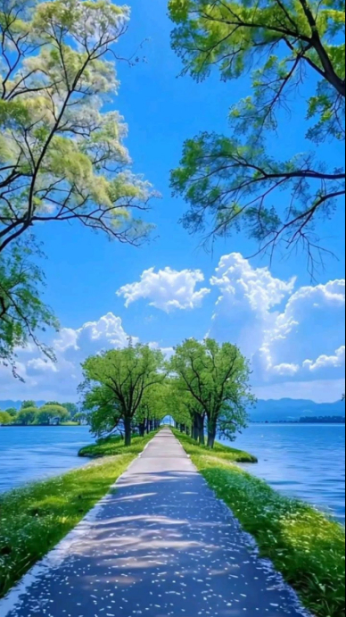 Pathways Display Blue Nature Pathway Digital Display. “Scenic Tree-Lined Pathway Over ...