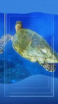 Blue  Scuba Diving Instagram Story Video Ad Instagram Story Instagram-Story template