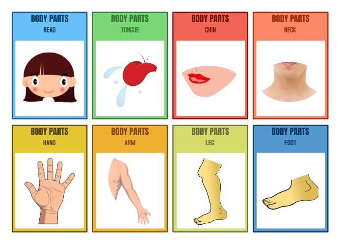 BODY PARTS Flashcards Designs Templates 1 | PosterMyWall BODY PARTS Flashcards Designs Templates 1 | PosterMyWall