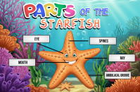 Body Parts Of Sea Animal Poster template