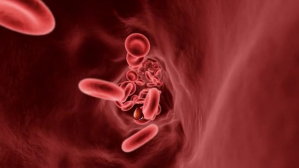สีแดง Bood circulatory system YouTube-miniature Template