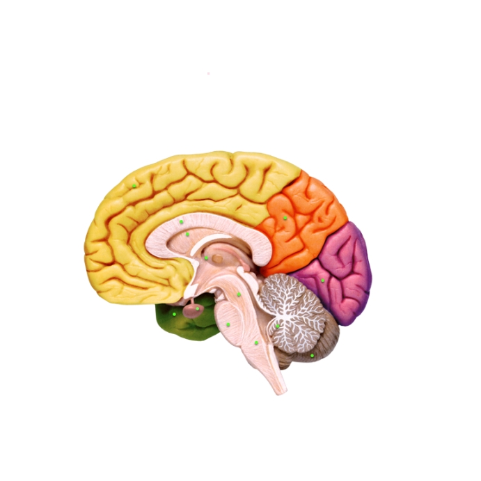 Brain Poster Design Flyer Template PosterMyWall