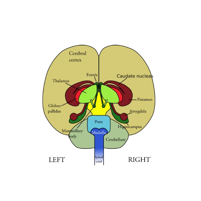 Brain structure Message Instagram template