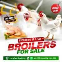 Broilers for sale poultry chicken farm social media promotion flyer poster template Instagram post
