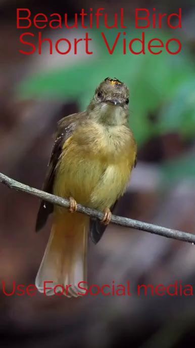 Brown  Beautiful Bird Short Video  Instagram template