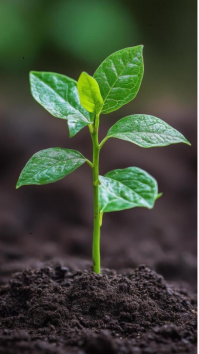 Cokelat Plant Growth Digitalt display Template
