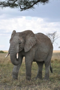 Brown Joyful World Elephant Day Poster template