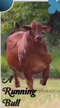 Brown Modern & Minimal Livestock Animal Youtu Szort YouTube template