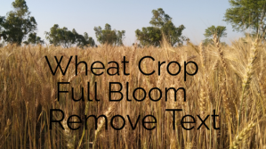 Brown Wheat Crop in Full Bloom Tampilan Digital Template