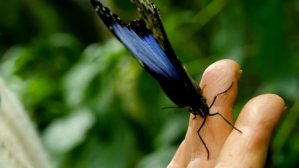 绿色 Butterfly Flying YouTube-Miniaturansicht Template