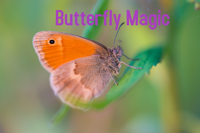 Butterfly Magic Poster template