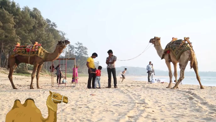 Copy of CAMEL RIDE | PosterMyWall