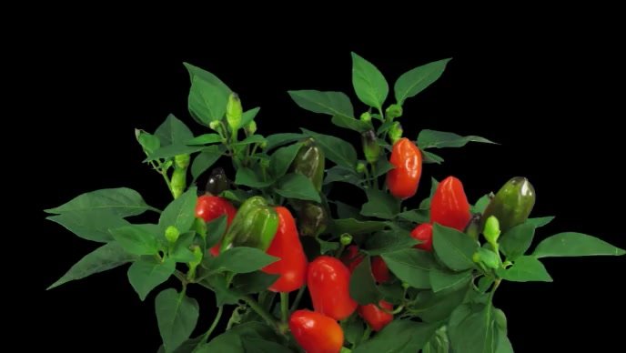 Capsicum Tree YouTube Thumbnail template