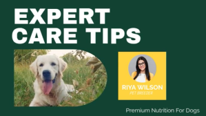 Зеленый Care Tips On Pedigree dogs Template Ekran reklamowy