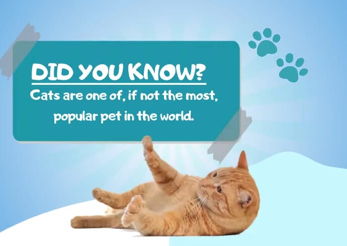 Cat Fact File Layout Cat Fun Fact Video Template | PosterMyWall