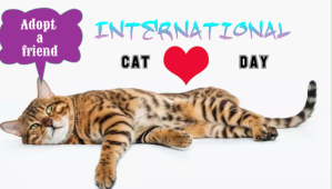 Cat Lovers Header Blog template