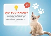 Cat Trivia Video Postcard template