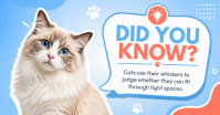 White Cat Facts Obraz udostępniany na Facebooku Template