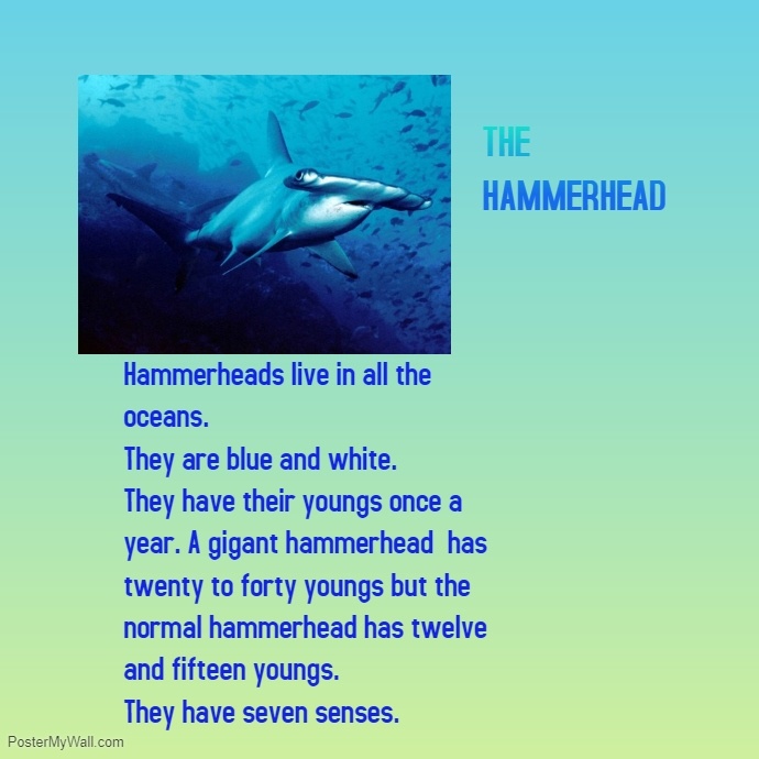 Hammerheads