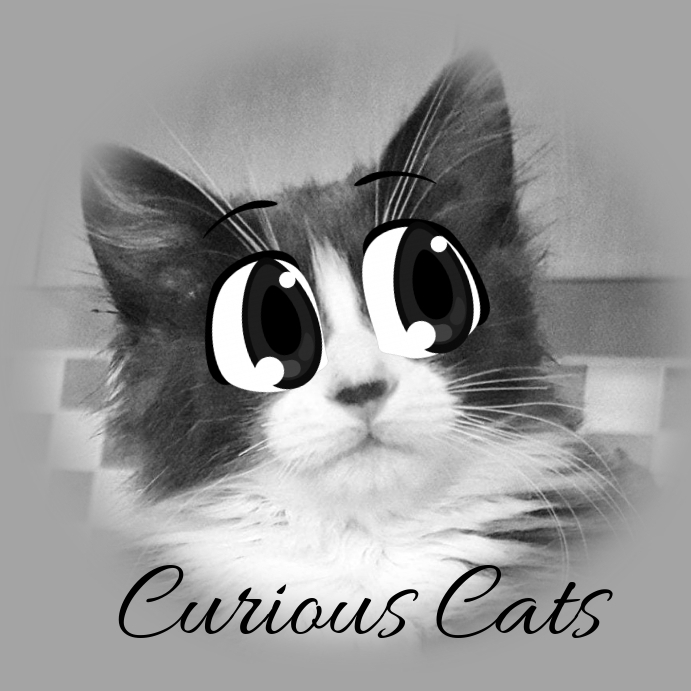 Modele Chats Mignons Curieux Postermywall Modele Chats Mignons Curieux Postermywall