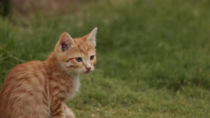 Geel Cat Ekran reklamowy Template