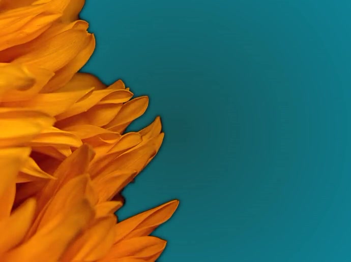 Flower Background HD Presentation template