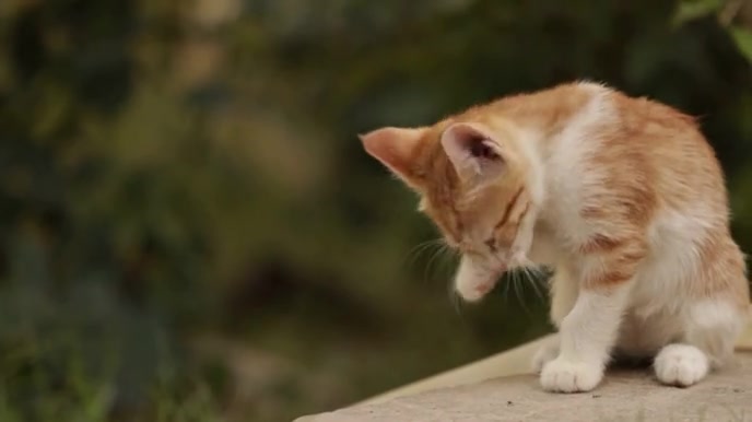 Susse Katzen Vorlage Postermywall