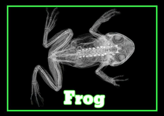 Copy of Frog x-ray | PosterMyWall