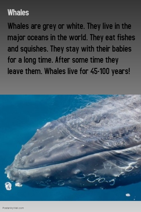 Whales